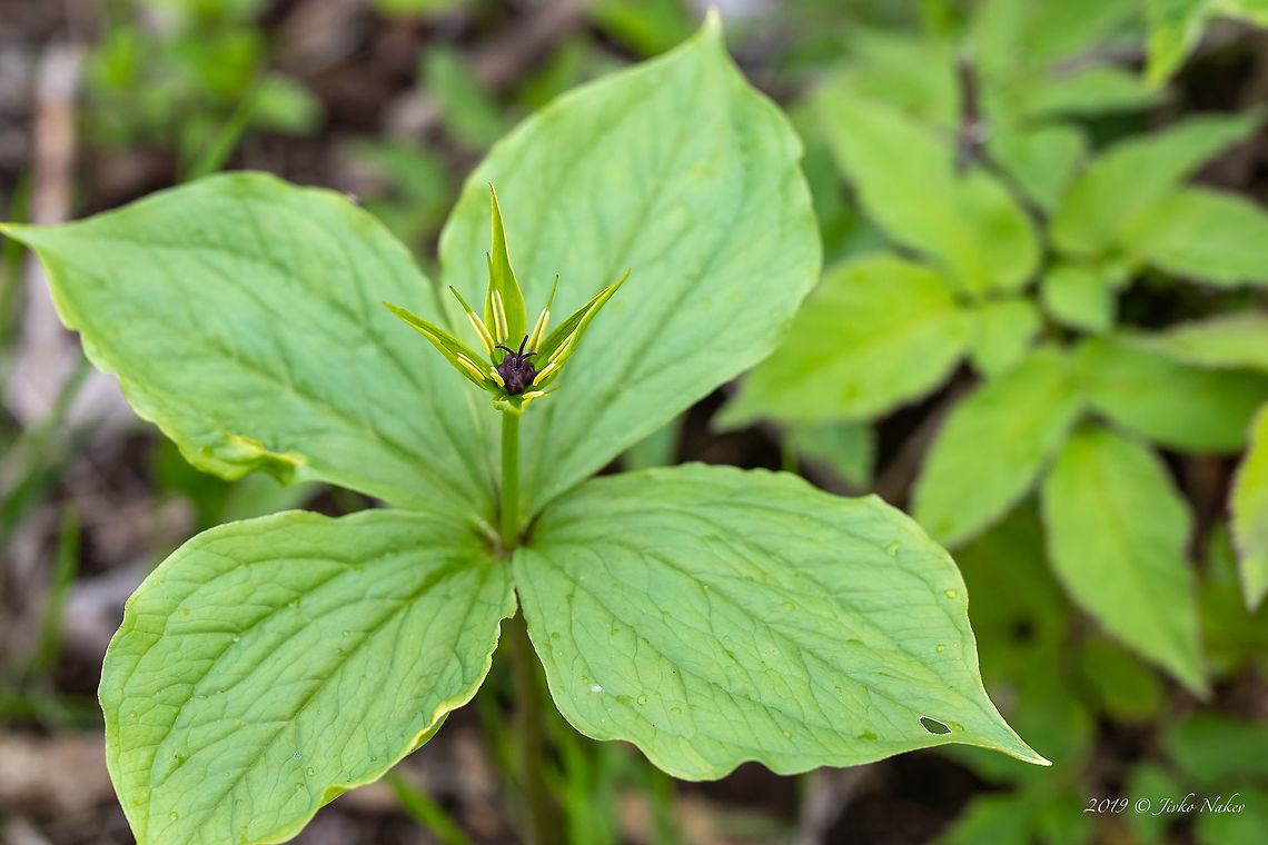 Herb paris (True lover's knot) - Paris quadrifolia  Europe,Flowering Plant,Geotagged,Herb paris,Liliales,Lower Carniola,Magnoliophyta,Melanthiaceae,Monocot,Nature,Paris quadrifolia,Plantae,Slovenia,Spring,True lover's knot,Wildlife