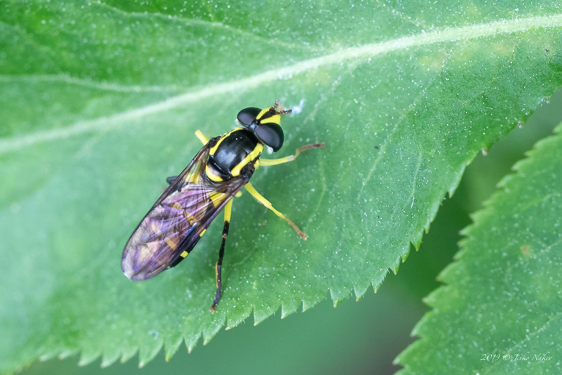 Wasp mimicking fly - Xanthogramma dives Xanthogramma dives female. In Europe occurs 3 very similar species (dives, stackelbergi and pedissequum). Differences between these species are yellow marks on pleurae, pedissequum has only 1-2 yellow marks (usually one yellow mark) and dives/stackelbergi has 3 or more. Only X. dives has darkened apex of the wing, as on this photo. X. stackelbergi has different shape of yellow marks on tergites and doesn&#039;t have darkened apex. (Thanks Mihailo D. Vujić, Entomologist, FB Group) Animal,Animalia,Arthropoda,Brandenburg,Diptera,Europe,Geotagged,Germany,Insect,Insecta,Nature,Spring,Syrphid fly,Syrphidae,Wildlife,Xanthogramma dives