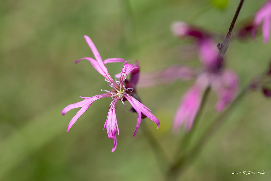 Ragged robin - Silene flos-cuculi <figure class="photo"><a href="https://www.jungledragon.com/image/83775/ragged_robin_-_silene_flos-cuculi.html" title="Ragged robin - Silene flos-cuculi"><img src="https://s3.amazonaws.com/media.jungledragon.com/images/1332/83775_thumb.jpg?AWSAccessKeyId=05GMT0V3GWVNE7GGM1R2&Expires=1769040010&Signature=eiYHywMZo2xVg3%2FCRLbEGdM%2BjYY%3D" width="102" height="152" alt="Ragged robin - Silene flos-cuculi https://www.jungledragon.com/image/83774/ragged_robin_-_silene_flos-cuculi.html Caryophyllaceae,Caryophyllales,Eudicot,Europe,Flowering Plant,Geotagged,Germany,Lychnis flos-cuculi,Magnoliophyta,Nature,Plantae,Ragged Robin,Ragged robin,Silene flos-cuculi,Spring,Thuringia,Wildlife" /></a></figure> Caryophyllaceae,Caryophyllales,Eudicot,Europe,Flowering Plant,Geotagged,Germany,Lychnis flos-cuculi,Magnoliophyta,Nature,Plantae,Ragged Robin,Ragged robin,Silene flos-cuculi,Spring,Thuringia,Wildlife
