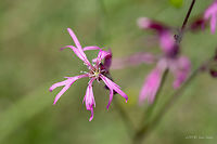 Ragged robin - Silene flos-cuculi https://www.jungledragon.com/image/83775/ragged_robin_-_silene_flos-cuculi.html Caryophyllaceae,Caryophyllales,Eudicot,Europe,Flowering Plant,Geotagged,Germany,Lychnis flos-cuculi,Magnoliophyta,Nature,Plantae,Ragged Robin,Ragged robin,Silene flos-cuculi,Spring,Thuringia,Wildlife