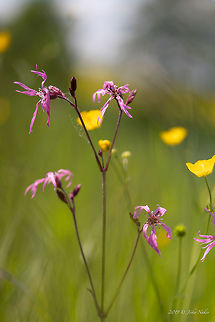 Ragged robin - Silene flos-cuculi https://www.jungledragon.com/image/83774/ragged_robin_-_silene_flos-cuculi.html Caryophyllaceae,Caryophyllales,Eudicot,Europe,Flowering Plant,Geotagged,Germany,Lychnis flos-cuculi,Magnoliophyta,Nature,Plantae,Ragged Robin,Ragged robin,Silene flos-cuculi,Spring,Thuringia,Wildlife