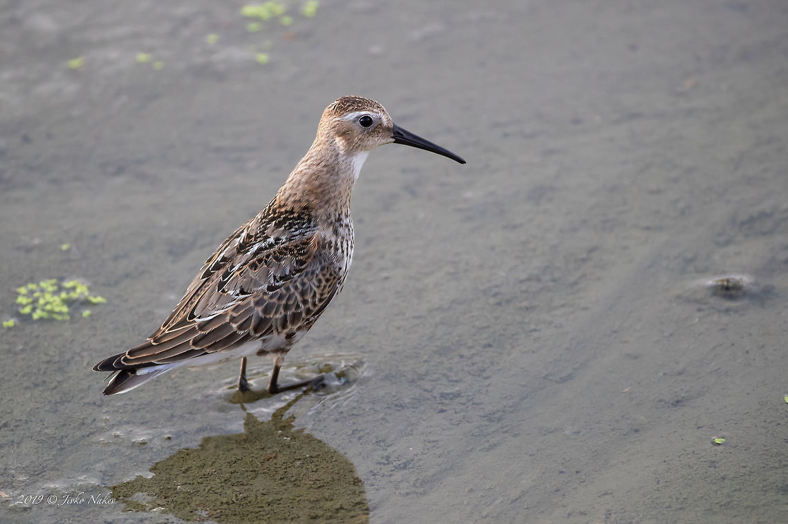Dunlin - Calidris alpina  Animal,Animalia,Aves,Bird,Bulgaria,Calidris alpina,Charadriiformes,Chordata,Dunlin,Europe,Geotagged,Mramor,Nature,Scolopacidae,Shorebird,Sofia,Summer,Wader,Wildlife