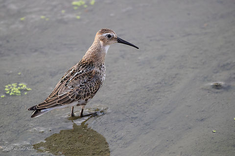 Dunlin - Calidris alpina  Animal,Animalia,Aves,Bird,Bulgaria,Calidris alpina,Charadriiformes,Chordata,Dunlin,Europe,Geotagged,Mramor,Nature,Scolopacidae,Shorebird,Sofia,Summer,Wader,Wildlife