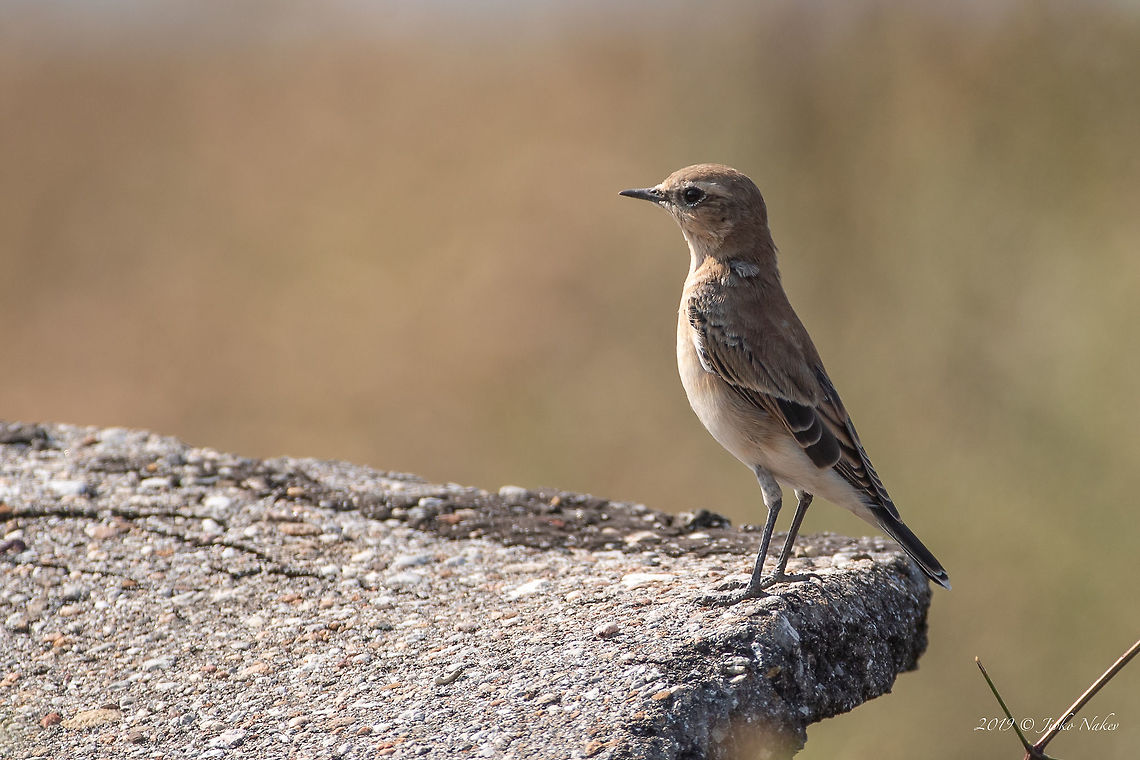 Northern wheatear - Oenanthe oenanthe  Animal,Animalia,Aves,Bird,Bulgaria,Chordata,Europe,Geotagged,Mramor,Muscicapidae,Nature,Northern wheatear,Oenanthe oenanthe,Passeriformes,Passerine,Sofia,Summer,Wildlife