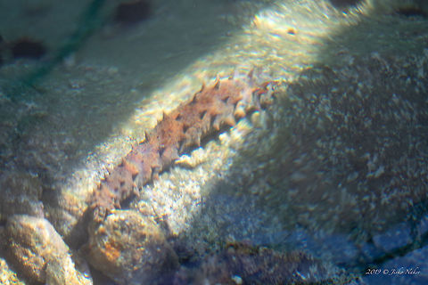 Tubular sea-cucumber - Holothuria tubulosa Spotted in Aegean Sea, near Kavala, Greece, aboiut 30-40 cm under the water surface. Not sure about the ID! Aegean Sea,Animal,Animalia,Cotton-spinner,Echinodermata,Europe,Geotagged,Greece,Holothuria tubulosa,Holothuriida,Holothuroidea,Nature,Summer,Tubular sea cucumber,Wildlife
