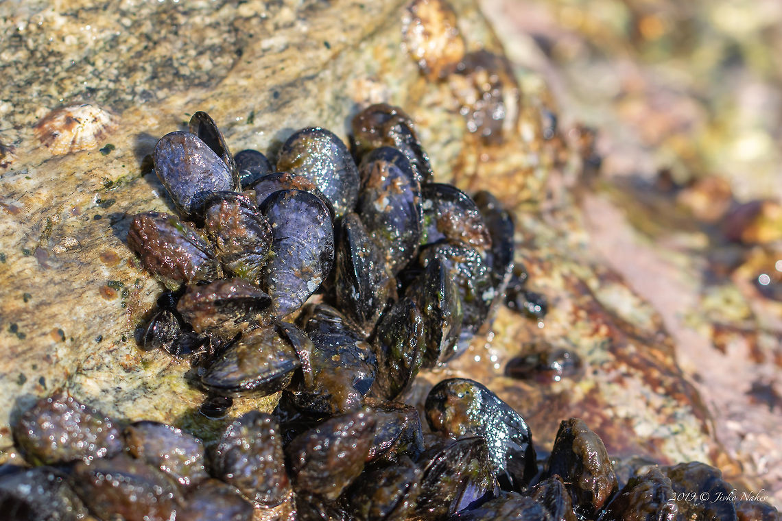 Cluster of Mediterranean mussel - Mytilus galloprovincialis  Aegean Sea,Animal,Animalia,Bivalvia,Europe,Geotagged,Greece,Mediterranean mussel,Mollusca,Mytilida,Mytilidae,Mytiloidea,Mytilus galloprovincialis,Nature,Summer,Wildlife