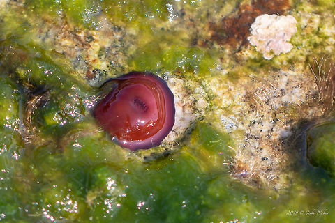 Beadlet anemone - Actinia equina  Actinaria,Actinia equina,Actiniidae,Actinioidea,Aegean Sea,Animal,Animalia,Anthozoa,Beadlet anemone,Cnidaria,Europe,Geotagged,Greece,Nature,Summer,Wildlife