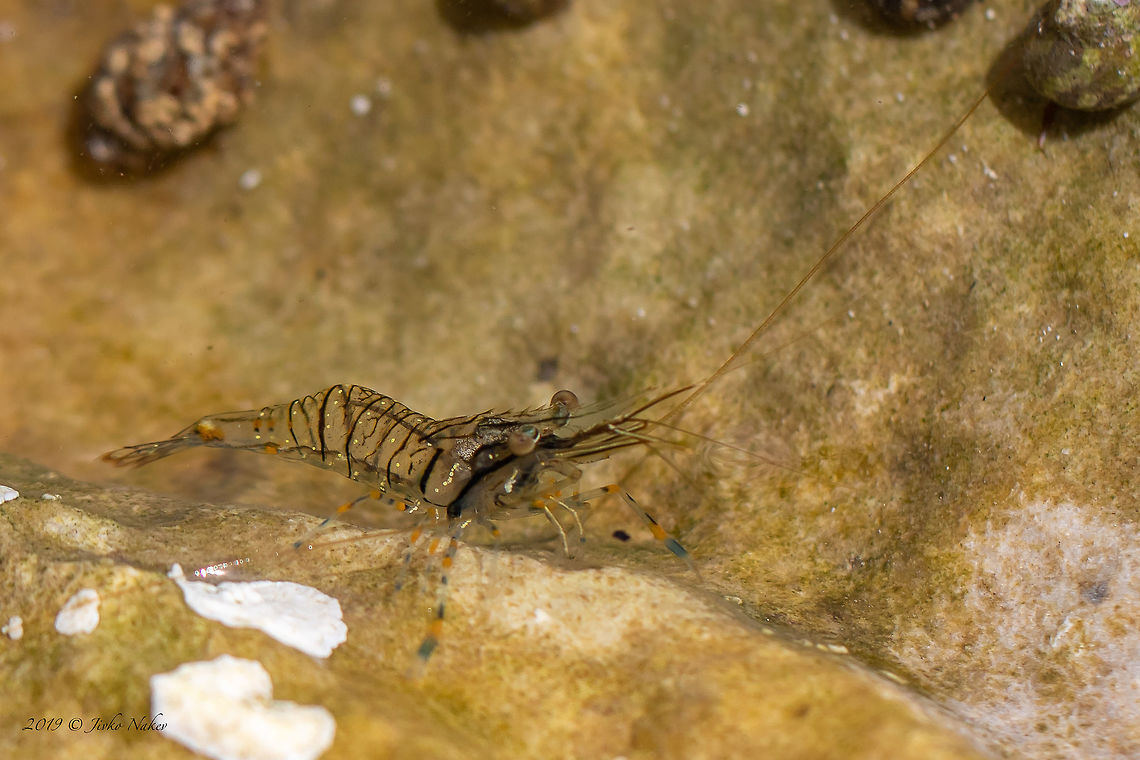 Common prawn - Palaemon serratus  Aegean Sea,Animal,Animalia,Arthropoda,Common prawn,Decapoda,Europe,Geotagged,Greece,Malacostraca,Nature,Palaemon serratus,Palaemonidae,Palaemonoidea,Summer,Wildlife