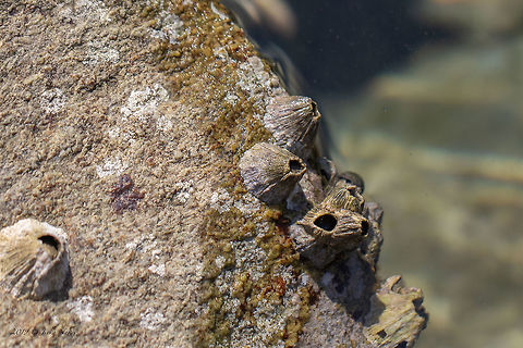 Balanus perforatus  Aegean Sea,Animal,Animalia,Arthropoda,Balanidae,Balanus perforatus,Barnacle,Europe,Geotagged,Greece,Maxillopoda,Nature,Sessilia,Summer,Wildlife