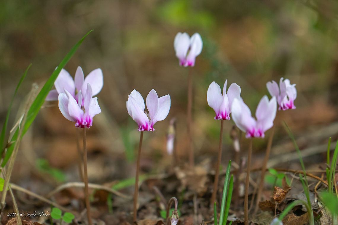Ivy-leaved cyclamen - Cyclamen hederifolium  Central Macedonia,Cyclamen hederifolium,Ericales,Eudicot,Europe,Fall,Flowering Plant,Geotagged,Greece,Ivy-leaved cyclamen,Lake Kerkini National Park,Magnoliophyta,Nature,Plantae,Primulaceae,Sowbread,Wildlife