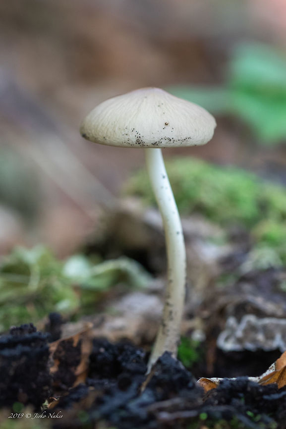Deep root mushroom - Hymenopellis radicata Synonym: Xelura radicata. I saw this mushroom growing on a rotting tree stump.<br />
<figure class="photo"><a href="https://www.jungledragon.com/image/85549/deep_root_mushroom_-_hymenopellis_radicata.html" title="Deep root mushroom - Hymenopellis radicata"><img src="https://s3.amazonaws.com/media.jungledragon.com/images/1332/85549_thumb.jpg?AWSAccessKeyId=05GMT0V3GWVNE7GGM1R2&Expires=1759968010&Signature=YtjJ4yBIgaEHDeIsJ2IVZWik7cs%3D" width="200" height="134" alt="Deep root mushroom - Hymenopellis radicata Synonym: Xelura radicata<br />
https://www.jungledragon.com/image/85547/deep_root_mushroom_-_hymenopellis_radicata.html<br />
https://www.jungledragon.com/image/85548/deep_root_mushroom_-_hymenopellis_radicata.html Agaricales,Agaricomycetes,Basidiomycota,Bulgaria,Deep root mushroom,Europe,Fall,Fungi,Fungus,Geotagged,Hymenopellis radicata,Nature,Physalacriaceae,Rooting shank,Vitosha Mountain Nature Park,Wildlife,Xerula radicata" /></a></figure><br />
<figure class="photo"><a href="https://www.jungledragon.com/image/85548/deep_root_mushroom_-_hymenopellis_radicata.html" title="Deep root mushroom - Hymenopellis radicata"><img src="https://s3.amazonaws.com/media.jungledragon.com/images/1332/85548_thumb.jpg?AWSAccessKeyId=05GMT0V3GWVNE7GGM1R2&Expires=1759968010&Signature=fnI8%2BGR6JfoqiASFduVYoN6EZk4%3D" width="200" height="134" alt="Deep root mushroom - Hymenopellis radicata Synonym: Xelura radicata<br />
https://www.jungledragon.com/image/85547/deep_root_mushroom_-_hymenopellis_radicata.html<br />
https://www.jungledragon.com/image/85549/deep_root_mushroom_-_hymenopellis_radicata.html Agaricales,Agaricomycetes,Basidiomycota,Bulgaria,Deep root mushroom,Europe,Fall,Fungi,Fungus,Geotagged,Hymenopellis radicata,Nature,Physalacriaceae,Rooting shank,Vitosha Mountain Nature Park,Wildlife,Xerula radicata" /></a></figure> Agaricales,Agaricomycetes,Basidiomycota,Bulgaria,Deep root mushroom,Europe,Fall,Fungi,Fungus,Geotagged,Hymenopellis radicata,Nature,Physalacriaceae,Rooting shank,Vitosha Mountain Nature Park,Wildlife,Xerula radicata