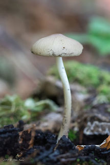 Deep root mushroom - Hymenopellis radicata Synonym: Xelura radicata. I saw this mushroom growing on a rotting tree stump.
https://www.jungledragon.com/image/85549/deep_root_mushroom_-_hymenopellis_radicata.html
https://www.jungledragon.com/image/85548/deep_root_mushroom_-_hymenopellis_radicata.html Agaricales,Agaricomycetes,Basidiomycota,Bulgaria,Deep root mushroom,Europe,Fall,Fungi,Fungus,Geotagged,Hymenopellis radicata,Nature,Physalacriaceae,Rooting shank,Vitosha Mountain Nature Park,Wildlife,Xerula radicata