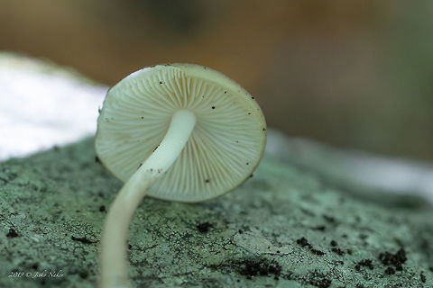 Deep root mushroom - Hymenopellis radicata Synonym: Xelura radicata
https://www.jungledragon.com/image/85547/deep_root_mushroom_-_hymenopellis_radicata.html
https://www.jungledragon.com/image/85549/deep_root_mushroom_-_hymenopellis_radicata.html Agaricales,Agaricomycetes,Basidiomycota,Bulgaria,Deep root mushroom,Europe,Fall,Fungi,Fungus,Geotagged,Hymenopellis radicata,Nature,Physalacriaceae,Rooting shank,Vitosha Mountain Nature Park,Wildlife,Xerula radicata