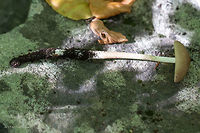 Deep root mushroom - Hymenopellis radicata Synonym: Xelura radicata<br />
https://www.jungledragon.com/image/85547/deep_root_mushroom_-_hymenopellis_radicata.html<br />
https://www.jungledragon.com/image/85548/deep_root_mushroom_-_hymenopellis_radicata.html Agaricales,Agaricomycetes,Basidiomycota,Bulgaria,Deep root mushroom,Europe,Fall,Fungi,Fungus,Geotagged,Hymenopellis radicata,Nature,Physalacriaceae,Rooting shank,Vitosha Mountain Nature Park,Wildlife,Xerula radicata