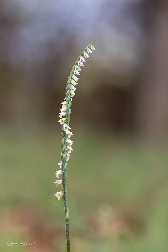 Wild Ochrid Autumn lady's-tresses - Spiranthes spiralis  Asparagales,Autumn lady's-tresses,Autumn ladys-tresses,Central Macedonia,Europe,Fall,Flowering Plant,Geotagged,Greece,Lake Kerkini National Park,Magnoliophyta,Monocot,Nature,Orchidaceae,Plantae,Spiranthes spiralis,Wildlife