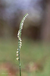 Wild Ochrid Autumn lady's-tresses - Spiranthes spiralis  Asparagales,Autumn lady's-tresses,Autumn ladys-tresses,Central Macedonia,Europe,Fall,Flowering Plant,Geotagged,Greece,Lake Kerkini National Park,Magnoliophyta,Monocot,Nature,Orchidaceae,Plantae,Spiranthes spiralis,Wildlife
