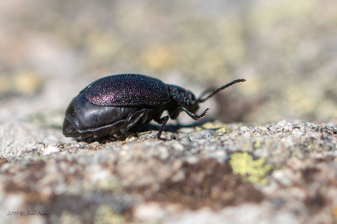 Leaf Beetle Galeruca tanaceti - female Unfortunately, this is the only photo I was able to take. An unexpected breeze blew the beetle into the grass and ended the photo shoot. Animal,Animalia,Arthropoda,Bulgaria,Chrysomelidae,Coleoptera,Europe,Fall,Galeruca tanaceti,Geotagged,Insect,Insecta,Leaf beetle,Nature,Vitosha Mountain Nature Park,Wildlife