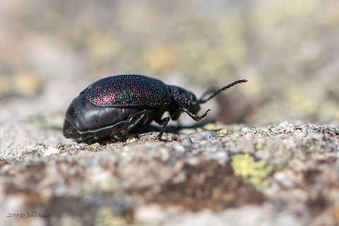 Leaf Beetle Galeruca tanaceti - female Unfortunately, this is the only photo I was able to take. An unexpected breeze blew the beetle into the grass and ended the photo shoot. Animal,Animalia,Arthropoda,Bulgaria,Chrysomelidae,Coleoptera,Europe,Fall,Galeruca tanaceti,Geotagged,Insect,Insecta,Leaf beetle,Nature,Vitosha Mountain Nature Park,Wildlife