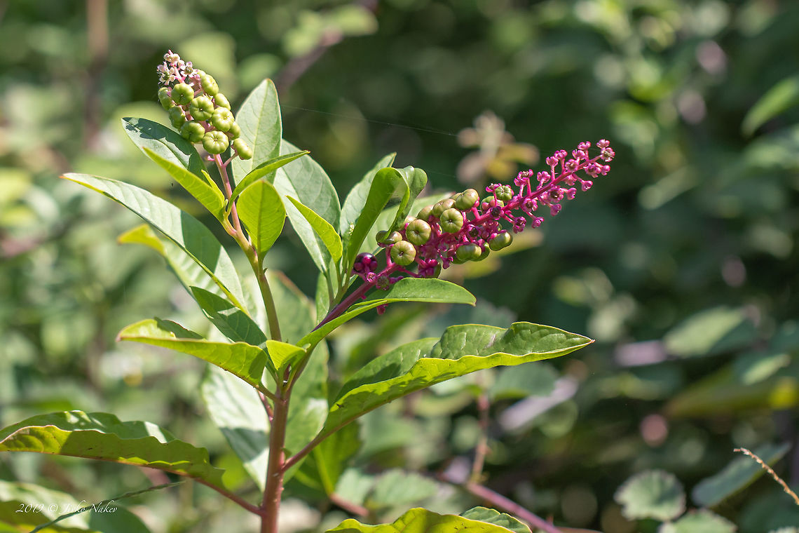 American pokeweed - Phytolacca americana In Euorope it is considered as Invasive species. Poisonous. American Pokeweed,American pokeweed,Caryophyllales,Central Macedonia,Eudicot,Europe,Fall,Flowering Plant,Geotagged,Greece,Invasive species,Lake Kerkini National Park,Magnoliophyta,Nature,Phytolacca americana,Phytolaccaceae,Plantae,Wildlife