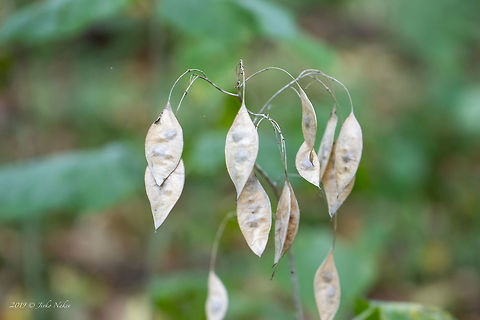 Perennial honesty - Lunaria rediviva https://www.jungledragon.com/image/85589/perennial_honesty_-_lunaria_rediviva.html Brassicaceae,Brassicales,Bulgaria,Eudicot,Europe,Fall,Flowering Plant,Geotagged,Lunaria redivia,Lunaria rediviva,Magnoliophyta,Nature,Perennial honesty,Plantae,Vitosha Mountain Nature Park,Wildlife