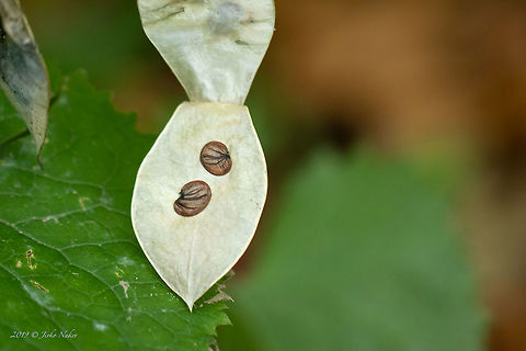Perennial honesty - Lunaria rediviva https://www.jungledragon.com/image/85588/perennial_honesty_-_lunaria_rediviva.html Brassicaceae,Brassicales,Bulgaria,Eudicot,Europe,Fall,Flowering Plant,Geotagged,Lunaria redivia,Lunaria rediviva,Magnoliophyta,Nature,Perennial honesty,Plantae,Vitosha Mountain Nature Park,Wildlife