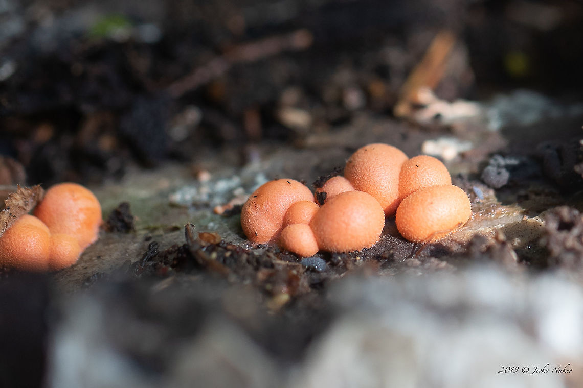 Wolf's milk - Lycogala epidendrum  Bulgaria,Europe,Fall,Geotagged,Groening's slime,Lyceales,Lycogala epidendrum,Mycetozoa,Myxomycetes,Nature,Protozoa,True slime molds,Tubiferaceae,Vitosha Mountain Nature Park,Wildlife,Wolf's milk