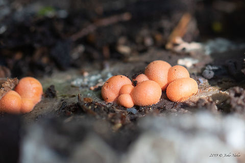 Wolf's milk - Lycogala epidendrum  Bulgaria,Europe,Fall,Geotagged,Groening's slime,Lyceales,Lycogala epidendrum,Mycetozoa,Myxomycetes,Nature,Protozoa,True slime molds,Tubiferaceae,Vitosha Mountain Nature Park,Wildlife,Wolf's milk