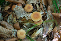 Gymnopus dryophilus https://www.jungledragon.com/image/85638/gymnopus_dryophilus.html Agaricales,Agaricomycetes,Basidiomycota,Bulgaria,Europe,Fall,Fungi,Fungus,Geotagged,Gymnopus dryophilus,Nature,Omphalotaceae,Vitosha Mountain Nature Park,Wildlife