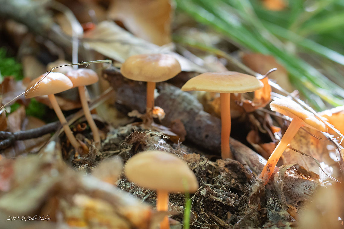 Gymnopus dryophilus <figure class="photo"><a href="https://www.jungledragon.com/image/85637/gymnopus_dryophilus.html" title="Gymnopus dryophilus"><img src="https://s3.amazonaws.com/media.jungledragon.com/images/1332/85637_thumb.jpg?AWSAccessKeyId=05GMT0V3GWVNE7GGM1R2&Expires=1759968010&Signature=FYpbZcKxp9d0YtxZ%2Ftm5ihl9U5M%3D" width="200" height="134" alt="Gymnopus dryophilus https://www.jungledragon.com/image/85638/gymnopus_dryophilus.html Agaricales,Agaricomycetes,Basidiomycota,Bulgaria,Europe,Fall,Fungi,Fungus,Geotagged,Gymnopus dryophilus,Nature,Omphalotaceae,Vitosha Mountain Nature Park,Wildlife" /></a></figure> Agaricales,Agaricomycetes,Basidiomycota,Bulgaria,Europe,Fall,Fungi,Fungus,Geotagged,Gymnopus dryophilus,Nature,Omphalotaceae,Vitosha Mountain Nature Park,Wildlife