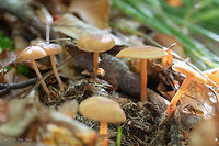 Gymnopus dryophilus https://www.jungledragon.com/image/85637/gymnopus_dryophilus.html Agaricales,Agaricomycetes,Basidiomycota,Bulgaria,Europe,Fall,Fungi,Fungus,Geotagged,Gymnopus dryophilus,Nature,Omphalotaceae,Vitosha Mountain Nature Park,Wildlife