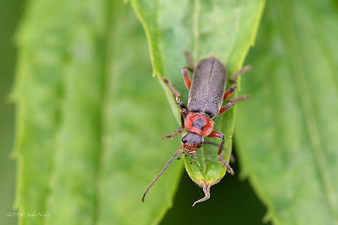 Soldier beetle - Cantharis rustica  Animal,Animalia,Arthropoda,Cantharidae,Cantharis rustica,Coleoptera,Europe,Geotagged,Germany,Insect,Insecta,Nature,Rustic Sailor Beetle,Soldier beetle,Spring,Thuringia,Wildlife