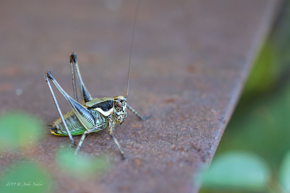 Schmidt's Marbled Bush-Cricket - Eupholidoptera schmidti  Animal,Animalia,Arthropoda,Bulgaria,Bush cricket,Eupholidoptera schmidti,Europe,Geotagged,Insect,Insecta,Katydid,Long-horned grasshopper,Nature,Orthoptera,Rhodope mountains,Schmidt's Marbled Bush-Cricket,Spring,Tettigoniidae,Wildlife