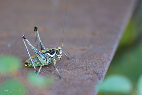 Schmidt's Marbled Bush-Cricket