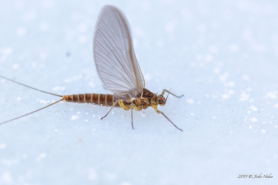 Mayfly, class Ephemeroptera, most probably Baetidae family It is about 9 mm. - body only. Difficult to identify. Animal,Animalia,Arthropoda,Baetidae,Bulgaria,Ephemeroptera,Europe,Fall,Geotagged,Insect,Insecta,Nature,Sofia,Unidentified,Wildlife