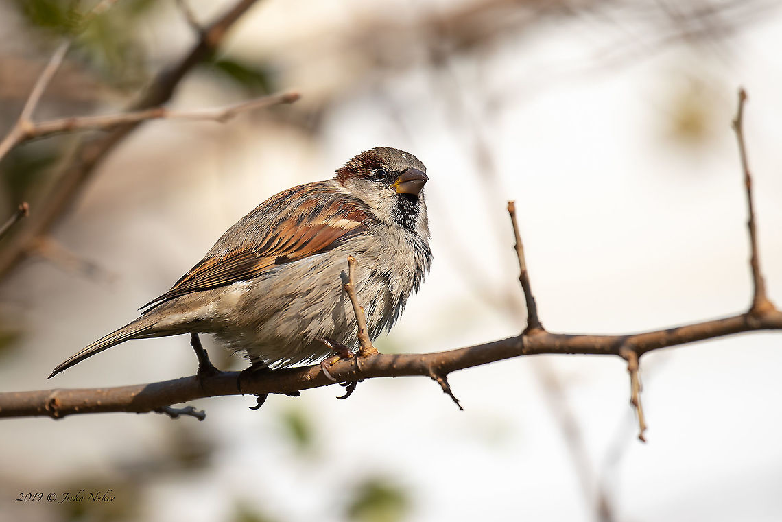Passer domesticus - House sparrow  Animal,Animalia,Aves,Bird,Chordata,Europe,Fall,Geotagged,House sparrow,Nature,Passer domesticus,Passeridae,Passeriformes,Passerine,Serbia,Wildlife