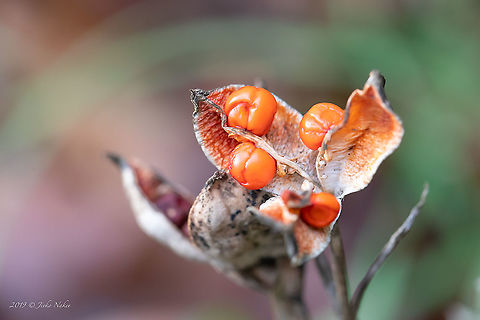 Stinking Iris