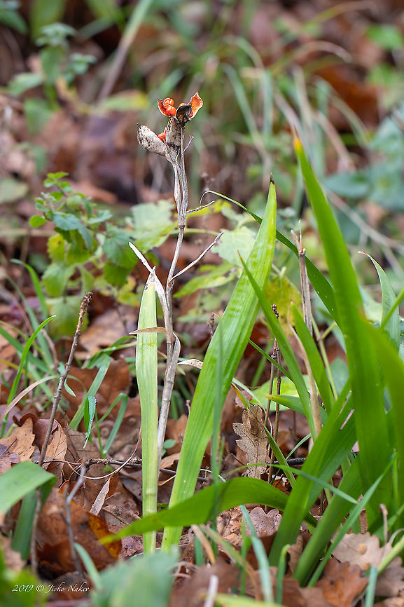 Gladwin iris fruit capsule - Iris foetidissima <figure class="photo"><a href="https://www.jungledragon.com/image/87711/gladwin_iris_fruit_capsule_-_iris_foetidissima.html" title="Gladwin iris fruit capsule - Iris foetidissima"><img src="https://s3.amazonaws.com/media.jungledragon.com/images/1332/87711_thumb.jpg?AWSAccessKeyId=05GMT0V3GWVNE7GGM1R2&Expires=1769040010&Signature=rX8EMTa14M6LQCZhs8PB%2BvECSHo%3D" width="200" height="134" alt="Gladwin iris fruit capsule - Iris foetidissima https://www.jungledragon.com/image/87712/gladwin_iris_fruit_capsule_-_iris_foetidissima.html Asparagales,Europe,Fall,Flowering Plant,Geotagged,Gladwin iris,Iridaceae,Iris foetidissima,Magnoliophyta,Monocot,Nature,Plantae,Serbia,Stinking iris,Wildlife" /></a></figure> Asparagales,Europe,Fall,Flowering Plant,Geotagged,Gladwin iris,Iridaceae,Iris foetidissima,Magnoliophyta,Monocot,Nature,Plantae,Serbia,Stinking iris,Wildlife