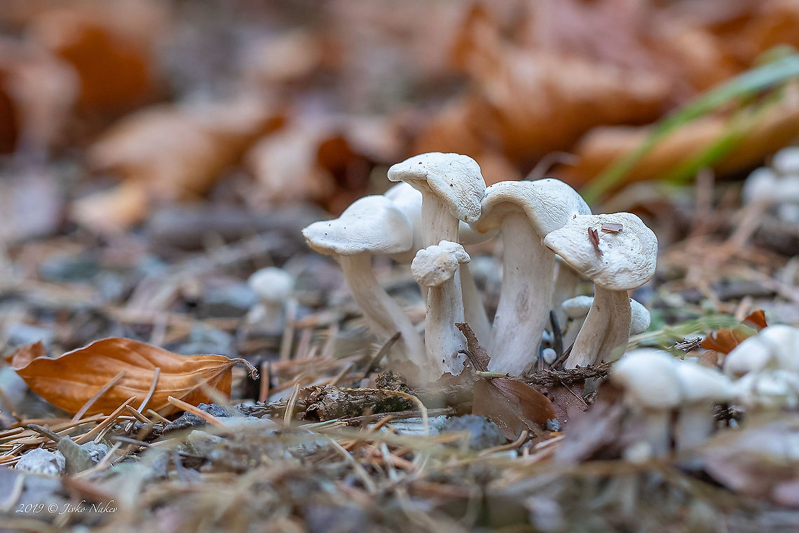 White dommecap - Leucocybe connata Leucocybe connatais club fungi of Order Agaricales. Agaricales,Agaricomycetes,Basidiomycota,Bulgaria,Clitocybe connata,Europe,Fall,Fungi,Fungus,Geotagged,Leucocybe connata,Lyophyllaceae,Lyophyllum connatum,Nature,Vitosha Mountain Nature Park,White dommecap,Wildlife