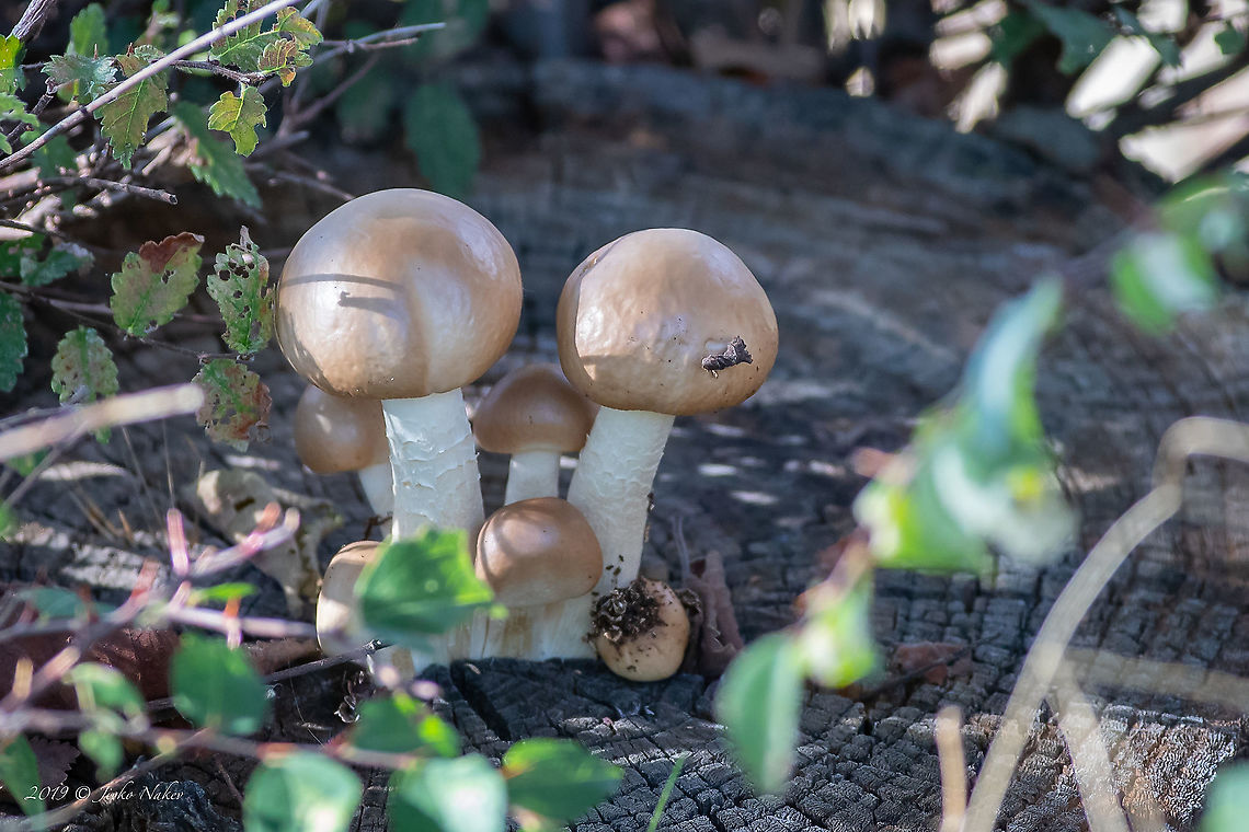Dark fieldcap - Cyclocybe erebia  Agaricales,Agaricomycetes,Agrocybe erebia,Basidiomycota,Central Macedonia,Cyclocybe erebia,Dark fiedlcap,Dark fieldcap,Europe,Fall,Fungi,Fungus,Geotagged,Greece,Lake Kerkini National Park,Nature,Strophariaceae,Wildlife