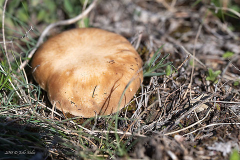 King Trumpet Mushroom