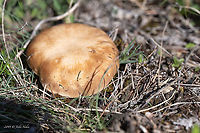 King oyster mushroom - Pleurotus eryngii https://www.jungledragon.com/image/88318/king_oyster_mushroom_-_pleurotus_eryngii.html Agaricales,Agaricomycetes,Basidiomycota,Bulgaria,Chepan mountain,Europe,Fungi,Fungus,Geotagged,King oyster mushroom,King trumpet mushroom,Nature,Pleurotaceae,Pleurotus eryngii,Spring,Wildlife