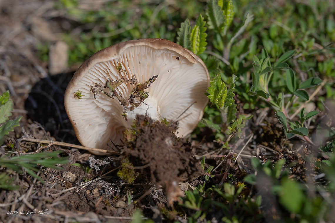King oyster mushroom - Pleurotus eryngii <figure class="photo"><a href="https://www.jungledragon.com/image/88317/king_oyster_mushroom_-_pleurotus_eryngii.html" title="King oyster mushroom - Pleurotus eryngii"><img src="https://s3.amazonaws.com/media.jungledragon.com/images/1332/88317_thumb.jpg?AWSAccessKeyId=05GMT0V3GWVNE7GGM1R2&Expires=1767225610&Signature=6oqWYmDpufxID1adIE8V6q%2Fefvk%3D" width="200" height="134" alt="King oyster mushroom - Pleurotus eryngii https://www.jungledragon.com/image/88318/king_oyster_mushroom_-_pleurotus_eryngii.html Agaricales,Agaricomycetes,Basidiomycota,Bulgaria,Chepan mountain,Europe,Fungi,Fungus,Geotagged,King oyster mushroom,King trumpet mushroom,Nature,Pleurotaceae,Pleurotus eryngii,Spring,Wildlife" /></a></figure> Agaricales,Agaricomycetes,Basidiomycota,Bulgaria,Chepan mountain,Europe,Fungi,Fungus,Geotagged,King oyster mushroom,King trumpet mushroom,Nature,Pleurotaceae,Pleurotus eryngii,Spring,Wildlife