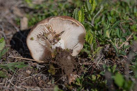 King oyster mushroom - Pleurotus eryngii https://www.jungledragon.com/image/88317/king_oyster_mushroom_-_pleurotus_eryngii.html Agaricales,Agaricomycetes,Basidiomycota,Bulgaria,Chepan mountain,Europe,Fungi,Fungus,Geotagged,King oyster mushroom,King trumpet mushroom,Nature,Pleurotaceae,Pleurotus eryngii,Spring,Wildlife
