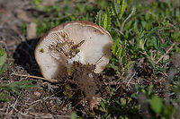 King oyster mushroom - Pleurotus eryngii https://www.jungledragon.com/image/88317/king_oyster_mushroom_-_pleurotus_eryngii.html Agaricales,Agaricomycetes,Basidiomycota,Bulgaria,Chepan mountain,Europe,Fungi,Fungus,Geotagged,King oyster mushroom,King trumpet mushroom,Nature,Pleurotaceae,Pleurotus eryngii,Spring,Wildlife