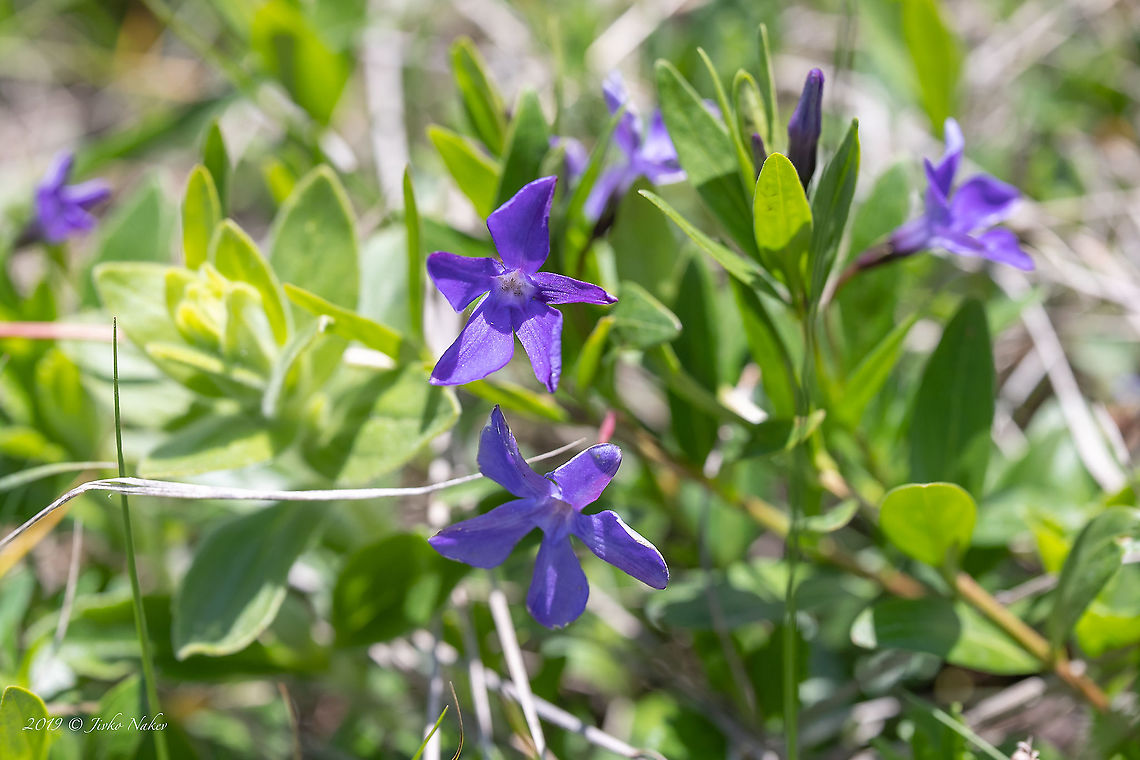 Herbaceous periwinkle - Vinca herbacea  Apocynaceae,Bulgaria,Chepan mountain,Eudicot,Europe,Flowering Plant,Gentianales,Geotagged,Herbaceous periwinkle,Magnoliophyta,Nature,Plantae,Spring,Vinca herbacea,Wildlife