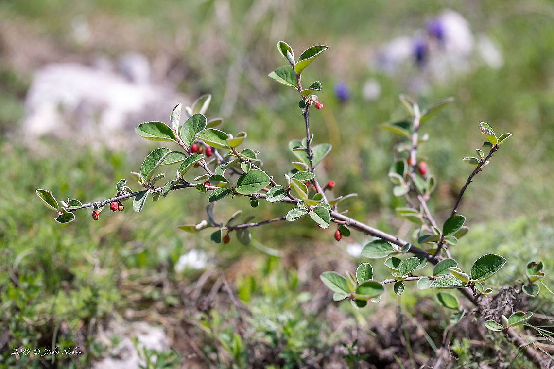 Wild cotoneaster - Cotoneaster integerrimus  Bulgaria,Chepan mountain,Cotoneaster integerrimus,Eudicot,Europe,Flowering Plant,Geotagged,Magnoliophyta,Nature,Plantae,Rosaceae,Rosales,Spring,Wild cotoneaster,Wildlife