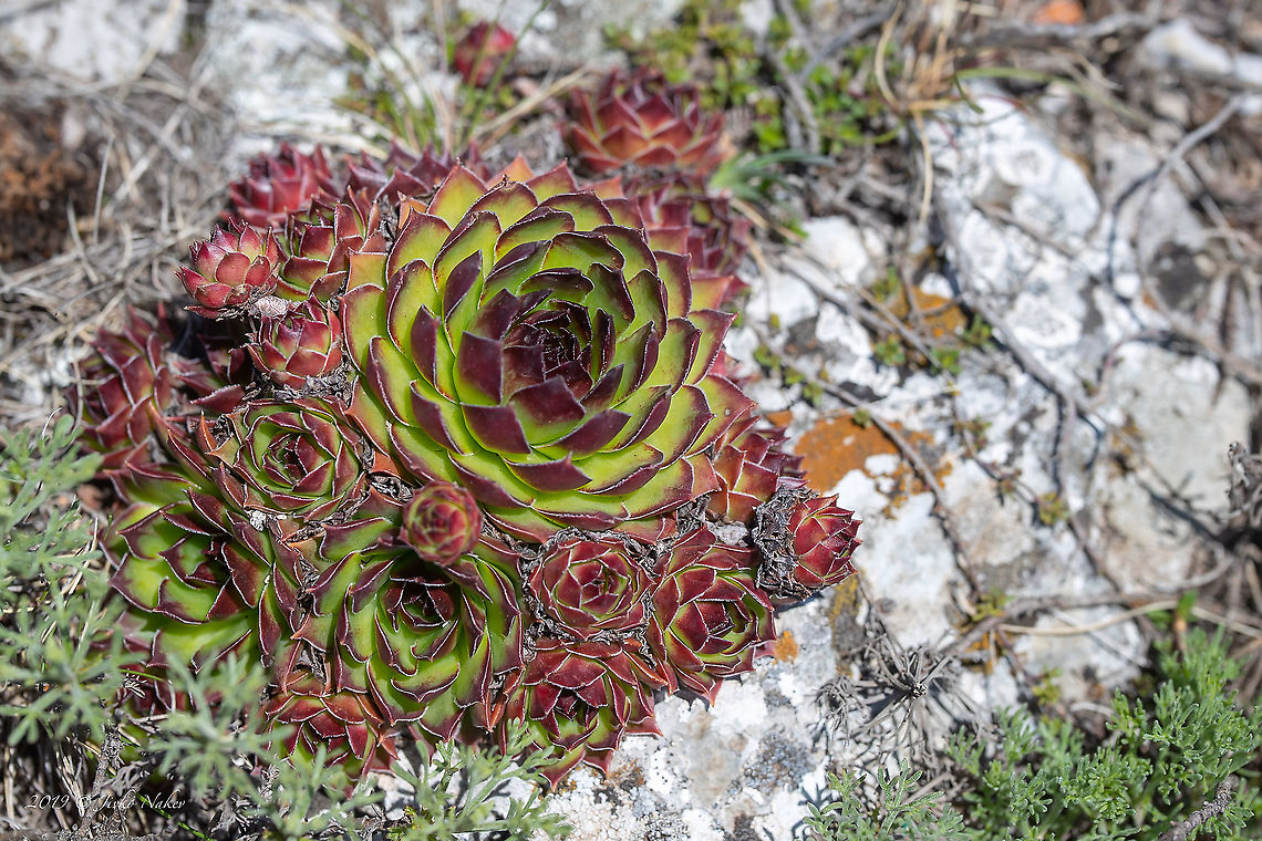 Sempervivum marmoreum - Houseleek Also called Hen and Chicks! Bulgaria,Chepan mountain,Crassulaceae,Eudicot,Europe,Flowering Plant,Geotagged,Hen and Chicks,Houseleek,Magnoliophyta,Nature,Plantae,Saxifragales,Sempervivum marmoreum,Spring,Stonecrop family,Wildlife