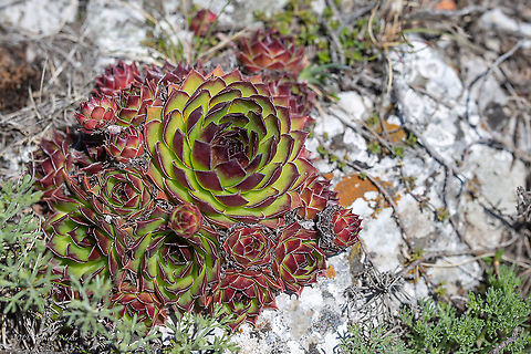 Sempervivum marmoreum - Houseleek Also called Hen and Chicks! Bulgaria,Chepan mountain,Crassulaceae,Eudicot,Europe,Flowering Plant,Geotagged,Hen and Chicks,Houseleek,Magnoliophyta,Nature,Plantae,Saxifragales,Sempervivum marmoreum,Spring,Stonecrop family,Wildlife