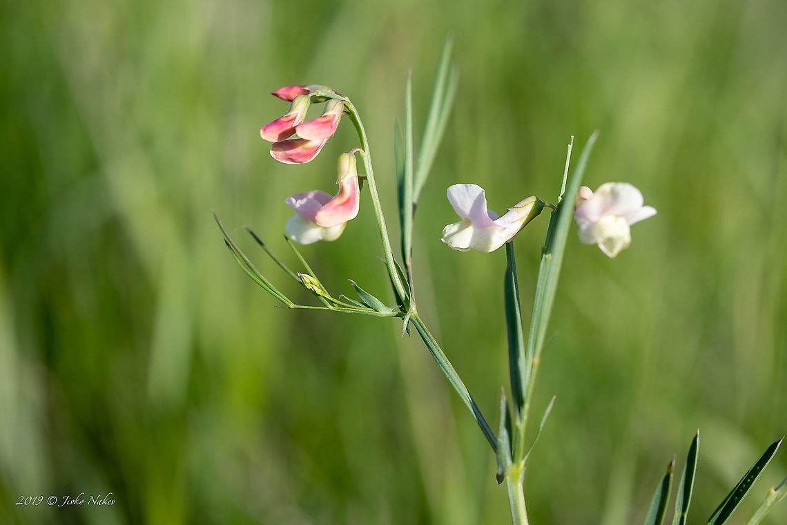 Lathyrus pannonicus - Felted vetch  Bulgaria,Eudicot,Europe,Fabaceae,Fabales,Felted vetch,Flowering Plant,Geotagged,Lathyrus pannonicus,Magnoliophyta,Nature,Plantae,Sofia,Spring,Wildlife