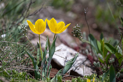 Tulipa urumoffii - Urumoff's tulip Bulgarian endemic species
https://www.jungledragon.com/image/88359/tulipa_urumoffii_-_urumoffs_tulip.html
https://www.jungledragon.com/image/88358/tulipa_urumoffii_-_urumoffs_tulip.html Bulgaria,Flowering Plant,Geotagged,Liliaceae,Liliales,Magnoliophyta,Monocot,Nature,Plantae,Spring,Tulipa urumoffii,Urumoff's tulip,Wildlife